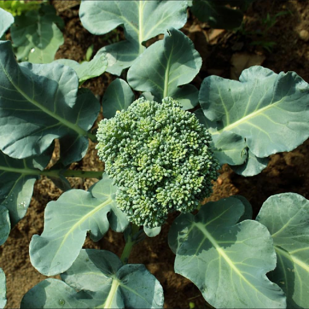 JIGNISHASEEDS Broccoli (100 Seeds Pack) Vegetable Plants Seeds for Home Gardening | Natural and Real Planting Seeds for Indoor Home Decor | Summer Vegetable Seeds for Lawn (B0BZSQ7N4Z) Amazon Price History, Amazon Price Tracker