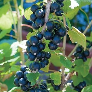 Potted Hardy Garden Plant Blackcurrant, High Yielding Fruit Bush, Large Fruit in Summer, Gardens & Outdoors, Easy to Grow, 1 x Blackcurrant Big Ben Plant in a 3 Litre Pot by Thompson & Morgan