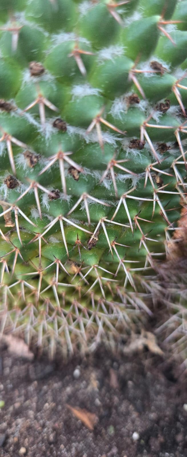 Cactus Succulent Soil, Natural Indoor Potting Compost Mix Enriched with Special Nutrients - Image 2