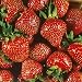 Quinalt Everbearing Strawberry 10 Bare Root Plants - Huge Fruit Size