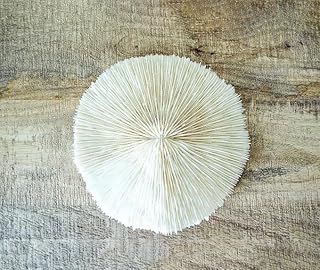 Géneric 5pcs, White Mushroom Sea Coral, Real 1-2" Mushroom Coral Pieces for Aquarium Décor, Ocean Crafts & Coastal Home Decor