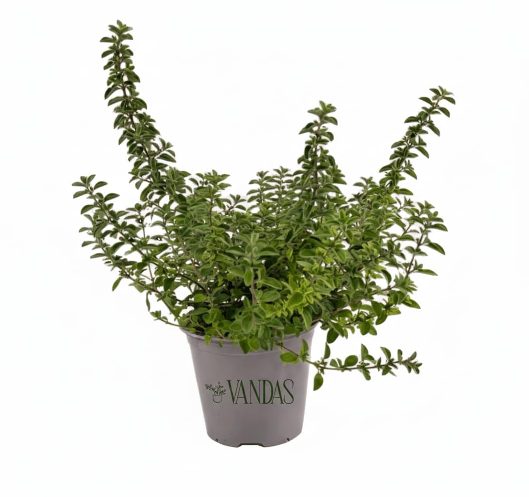 VANDAS Origano Comune – Pianta Aromatica Mediterranea | Foglie Profumate Ideali per Cucina | Vaso 12.5cm | Facile da Coltivare | Made in Italy