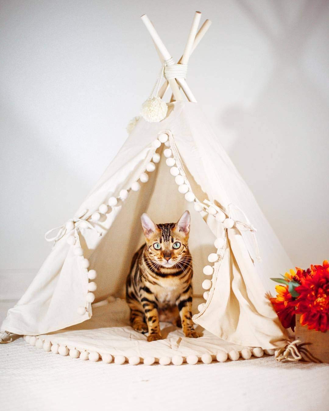cat teepee amazon