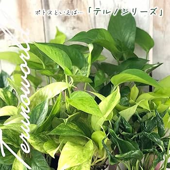 【観葉植物】ポトス　テルノシャングリラ　鉢ごと flower-net_z210519101