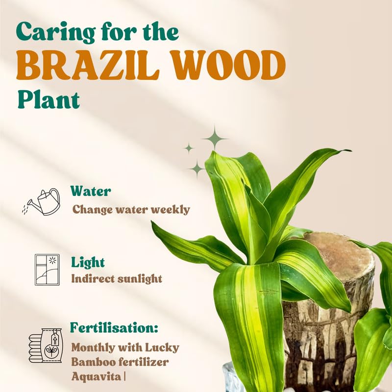 Image of Amulya FARMS Lucky Bamboo Brazil Wood Plant With Premium Floral Metal Pot - Live Indoor Plant for Home, Living Room, Office Decoration | Feng Shui Good Luck Rare Live Plant