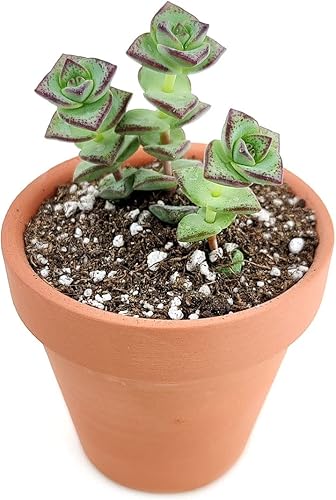 Miniatura 8 de Crassula Tom - Suculentas con botón para el pulgar (2 pulgadas)  Suculentas que se arrastran completamente arraigadas para decoración del hogar y la