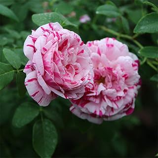 Beauty Lotus Rose Seeds 100+（Rosa Rugosa Thunb）Easy Grow Rose Flower Fresh Plants Seeds for Planting Garden Outdoor Indoor(Mei Ren Lian)