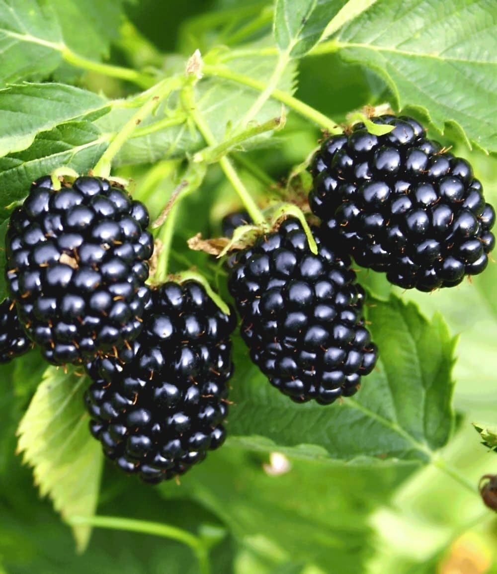 BALDUR Garten 1x Säulen-Brombeere Navaho® 'Big&Early' dornenlos, Pflanze im 2 Liter-Topf, Rubus fruticosa, Säulenobst Beerenobst Brombeerpflanze, winterhart, platzsparend, ertragreich