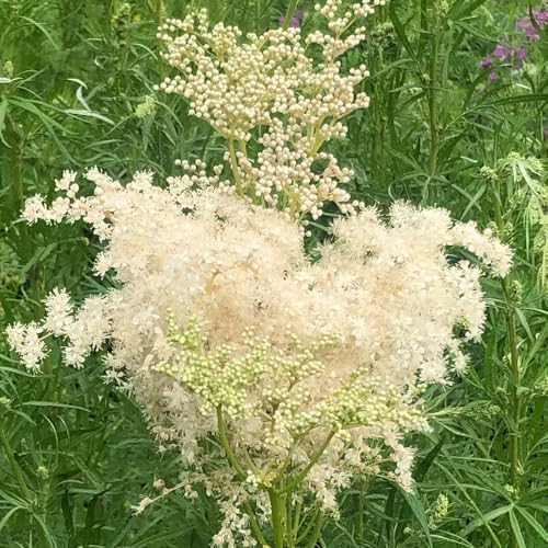 Semi di olmaria, resistenti per il giardino da giardino roccioso resistenti giardino aromatiche sul balcone semi di medicinali 450pcs