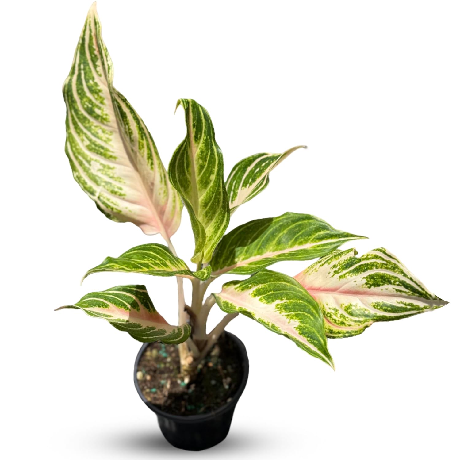 Live Plant Aglaonema Panama Pink in 4'' Pot – Easy Care Indoor Houseplant with Striking Pink-Green Foliage, Ideal for Home, Office & Gift Giving (Heat Pack Included)