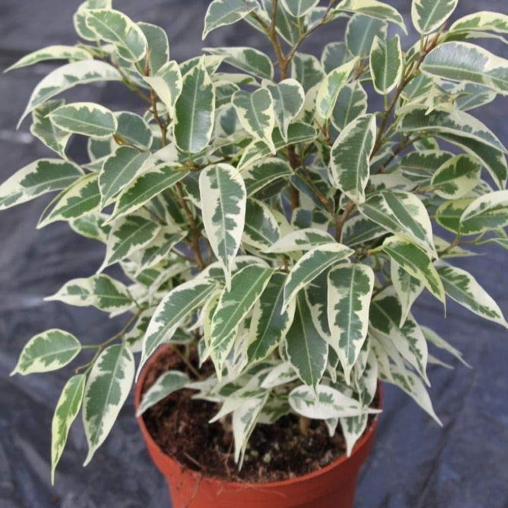 Variegated Ficus Benjamina Weeping Fig Live Plant with Pot AQ12 | Air Purifying, Green & White Leaves, Home & Office Use, Easy Care, Pack of 1-image-16