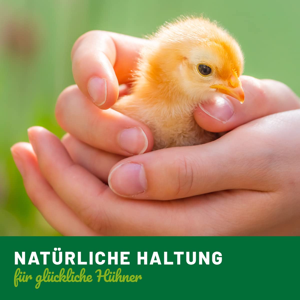 HÜHNER Land Huevos de arcilla para gallinas, 6 unidades – ayuda para incubar, realistas