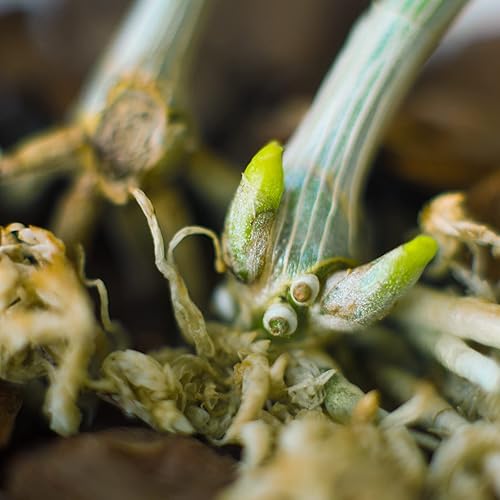 Miniatura 6 de Plantas de orquídeas aromáticas dendrobio orquídea viva rara con tamaño mini floreciente regalos de plantas de interior para jardinería de interior