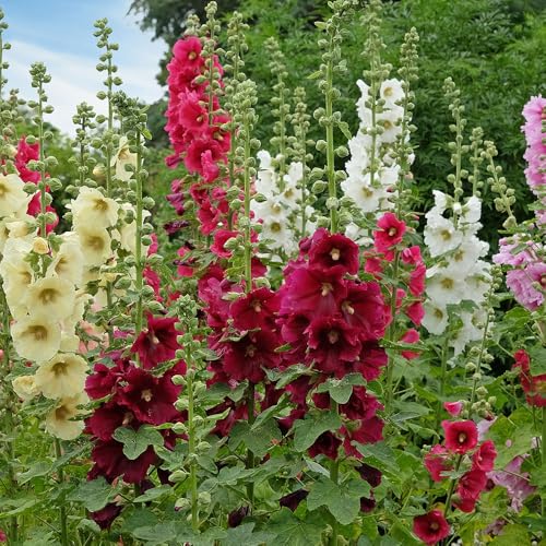 Hollyhock Giant Single Mix Seeds – Majestic & Stately, Much Loved Border Plants – RHS Plants for Pollinators – Hardy Perennial – for Your Beautiful Garden