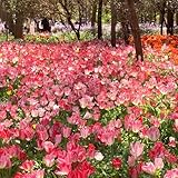 tulpenzwiebeln, wildtulpen - winterhart mehrjährig gartendeko für draußen outdoor 15pcs