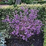 Baumschule Pflanzenvielfalt