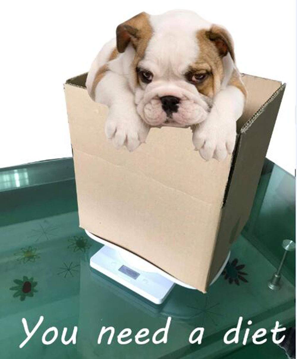 Bilancia digitale multifunzione, capacità 10 kg, bilancia accurata per bambini, animali domestici (cane/gatto/cucciolo), piccoli animali e peso alimentare
