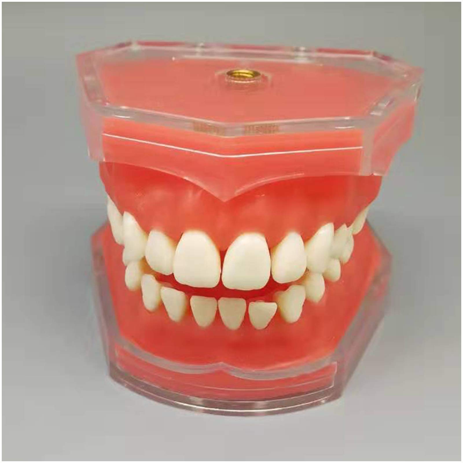 Sjdopulse A Natomy Teeth Model - Dental Implant Teeth Model - Typodont Teeth Model With 28 Pcs Ll Removable Teeth - Removable Tooth Model For Study Display (A)