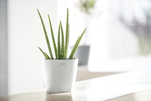 Miniatura 8 de Ecopots Amsterdam - Maceta redonda de plástico reciclado duradera para interiores y exteriores color blanco puro 7 pulgadas