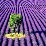 LAVENDER FRAGRANCE OIL - 4 OZ - FOR CANDLE & SOAP MAKING BY VIRGINIA CANDLE SUPPLY WITH WITHIN USA