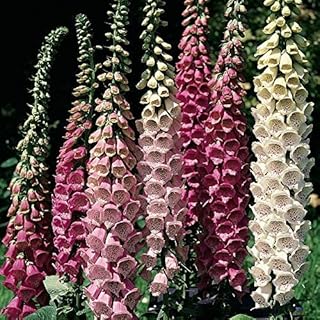 Flower Seed Foxglove Excelsior Hybrid Mixed Hardy Biennial Summer Flowering Shade Loving Cottage Garden Favourite Cut Flower Wildlife/Woodland Garden 1 Packet (2500 Seeds) by Thompson and Morgan