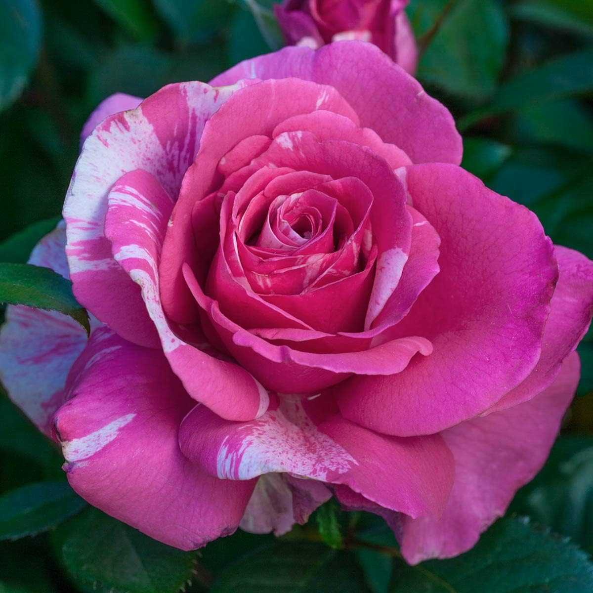 BRECK'S - Parade Day Dormant Bare Root Grandiflora Rose, Includes one Plant per Order