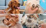 Ciseaux de grooming pour chiens de chat, ciseau de g Rooming pour animaux de compagnie avec embout rond de sécurité, cimiers de grolling pour chats en acier inoxydable (Ciseaux)