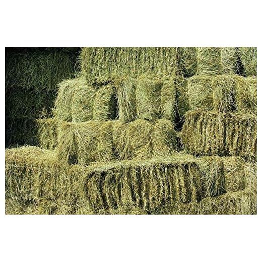 Fresh Meadow Hay for Small Animals