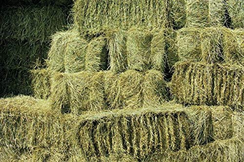 Shorefields Fresh Meadow Hay - Animal Feeding Hay Bale for Rabbits, Guinea Pig, Horses, Hamsters, Ponies - Nutritious Grasses & Wildflowers Blend - Green & Dust Free