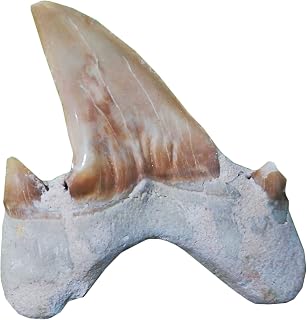 Shark Teeth Fossil Ornament Teaching Fossil Specimen Materials for Collections and Education Home Decor Children Gift