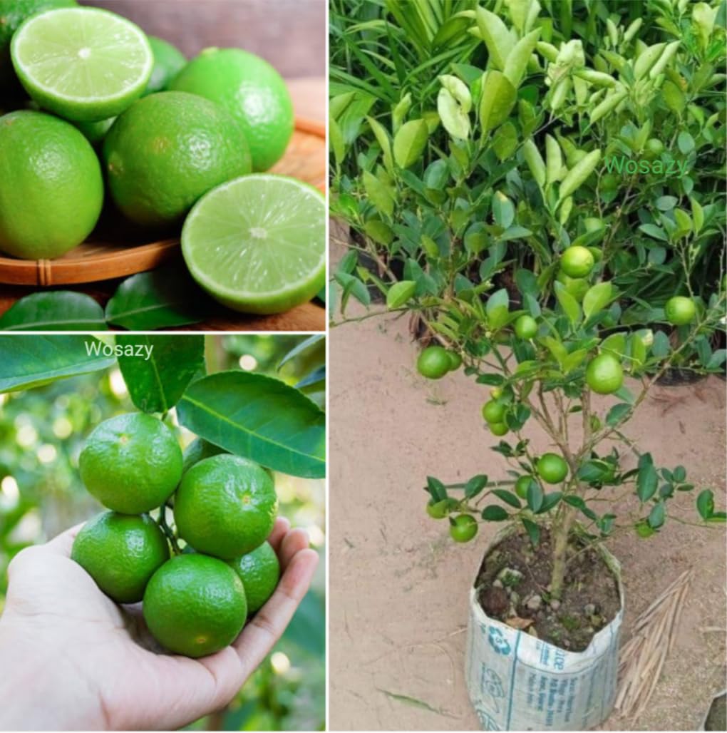 Lemon Plant - All Season Grafted Pati Lemon/Nimboo Plant Air - Layered One Healthy Live Grafted All Time Nimbo plant, After Fruiting 6 Month,Hight 2-3 Feet Outdoor Home Garden (B0D96GG245) Amazon Price History, Amazon Price Tracker