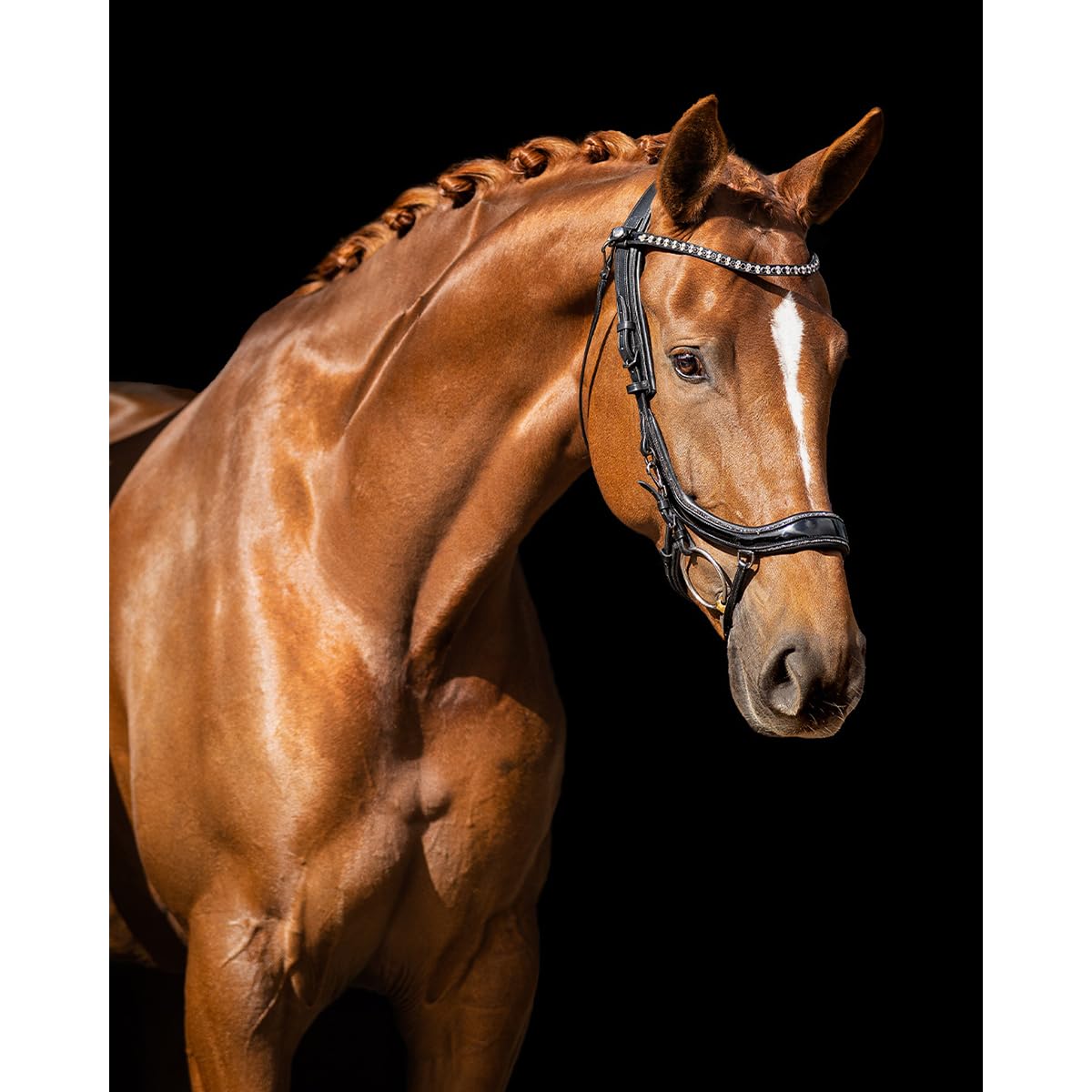 Trense FaySport Glitter PresTec Negro - Cob/VB