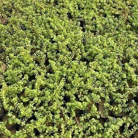 Best Nursery Set of 3 - Lucky Jade Plants Pune in 4 Inch Plant Nursery Bag-image-32