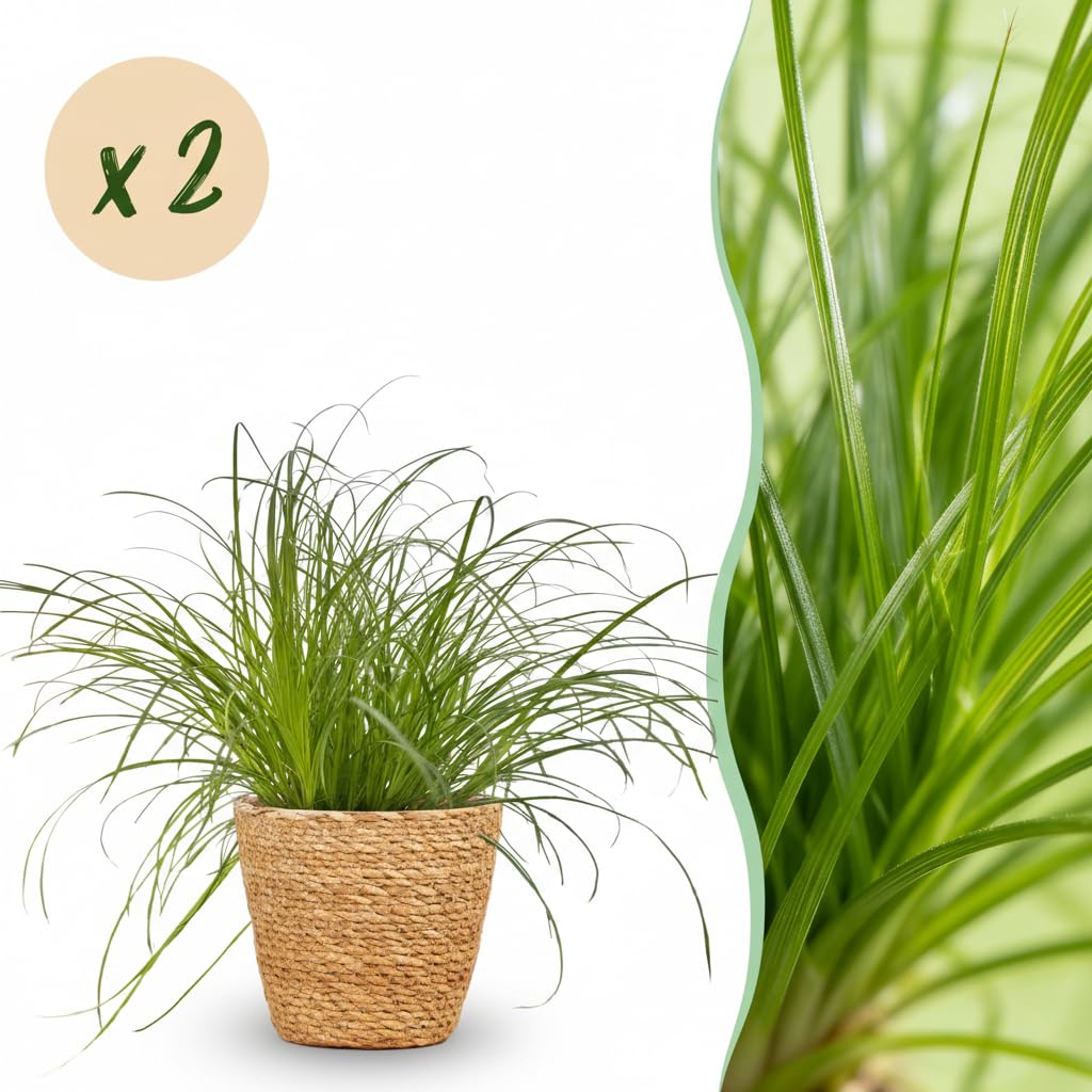 Planta Cyperus Zumula, Hierba para Gatos, Verde, Pack de 2 con Cesta
