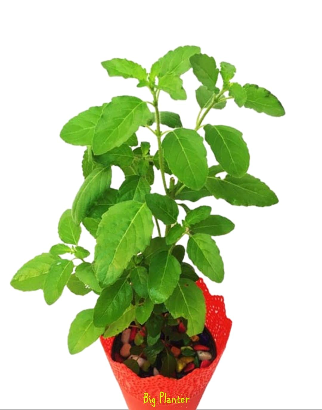 Big Planter Green Rama Tulsi Plant - Sacred Pooja Essential and Herbal Medicine - Live Plant with Pot for Spiritual Bliss and Holistic Wellness (B0CWNJK4W6) Amazon Price History, Amazon Price Tracker