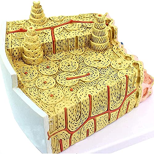 Buy Structure Model, Microscopic Anatomical Model, Marrow Structure ...