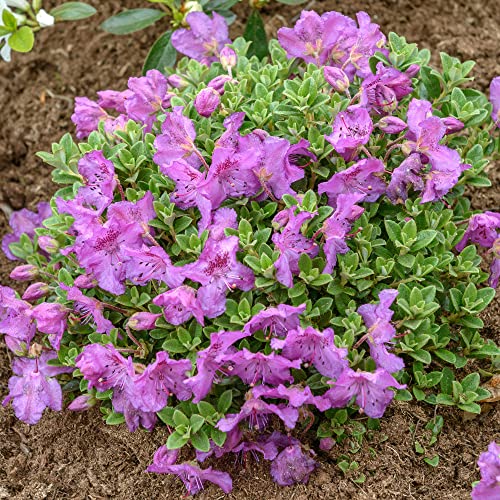 Rhododendron Keleticum Outdoor Plants | Garden Ready Evergreen Dwarf Shrubs | Potted Purple Spring Flowering Rhododendrons in 1L Pots