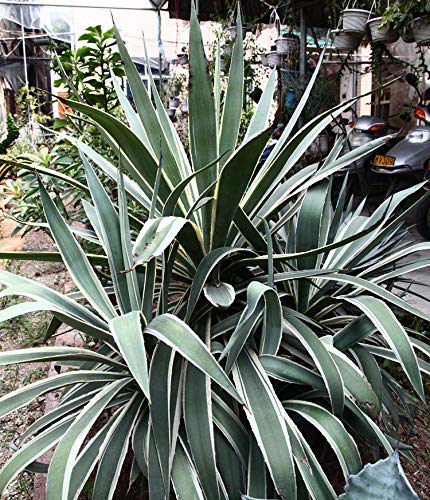 15+ Agave Americana Century Succulent Seeds Cactus Perennial Plant Garden Home #TOP1