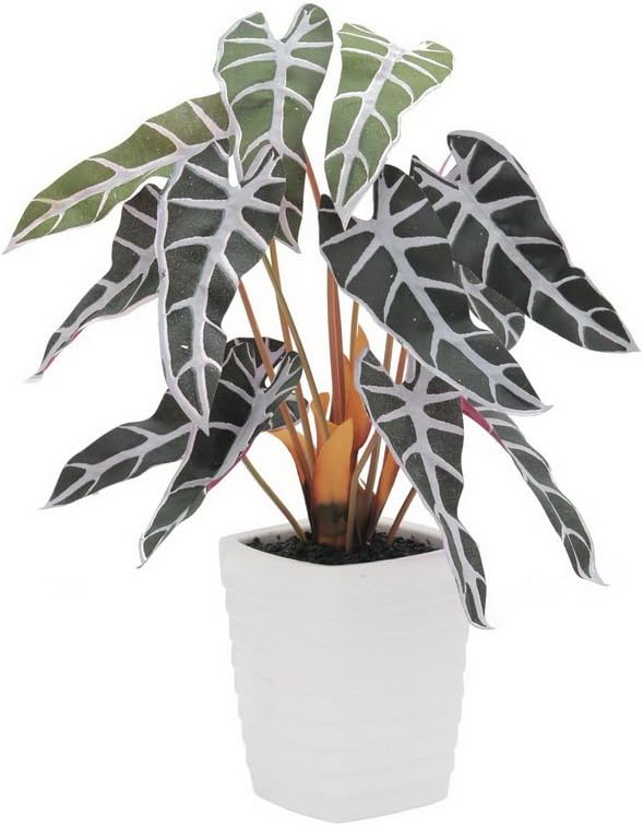 Europalms Europlams Caladium Plant, Red-Green, 35 cm