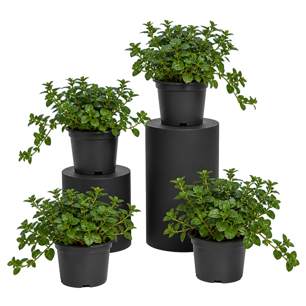 Menta Inglesa Mentha Piperita | Pack de 4 Unidades | 25-30 cm de Altura | para Cocina y Terraza | DECOALIVE