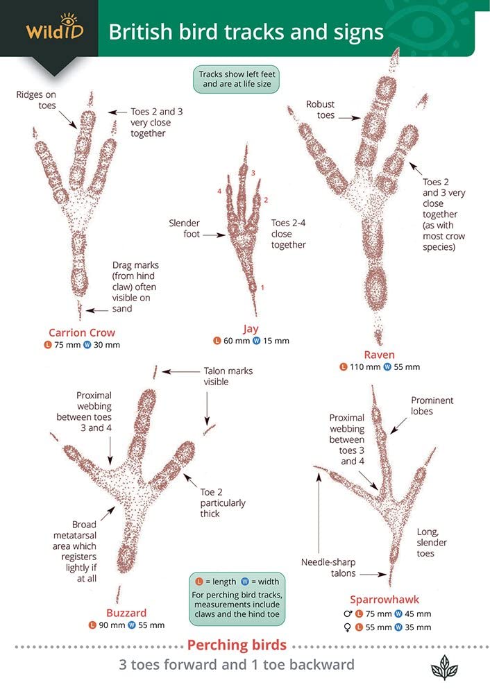 British Bird Tracks and Signs (WildID)