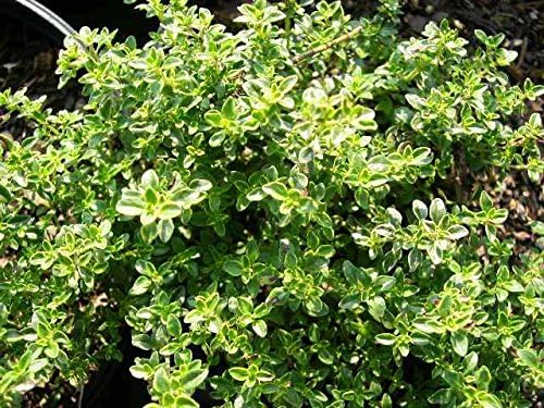 3 Pots of Varigated Lemon Thyme. 4 Inch Size, Full and Nicely Rooted. Wonderful for Culinary Use, Teas, and is Said to Help Keep Away Mosquitoes!