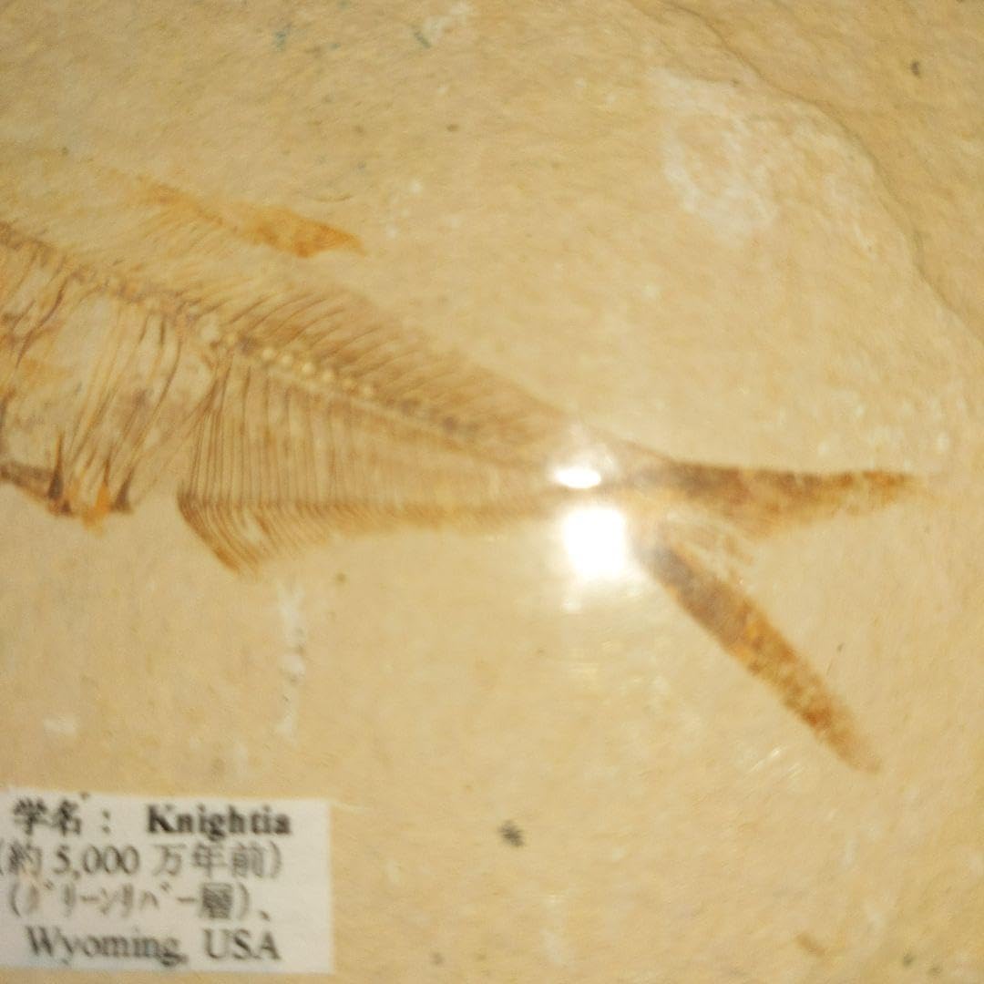 化石魚 フレーム付き 5000万年前(新世代/第三紀•始新世) 科学博物館 土産 Amazon.co.jp: 魚化石 新生代始新世 （約5000万年前） : ホーム＆キッチン