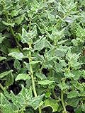 Espinaca de Nueva Zelanda (Tetragonia tetragonioides) - aprox. 20 semillas