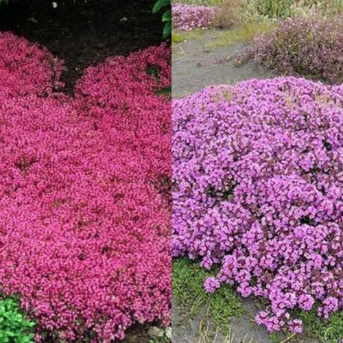 Kriechender Thymian Samen - 10.000+ Samen Für Duftende Bodendecker Im Garten