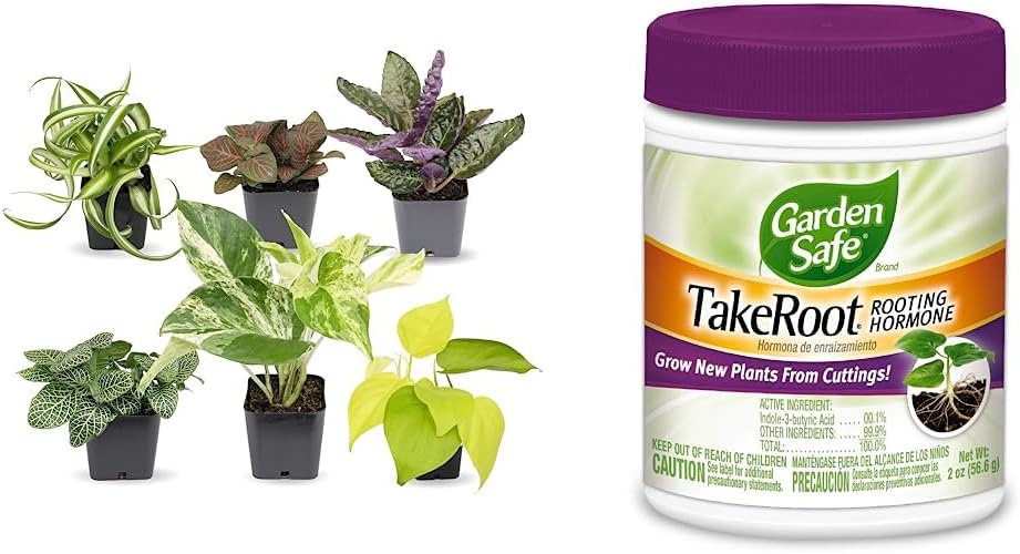 Easy to Grow Houseplants (6 Pack), Live House Plants in