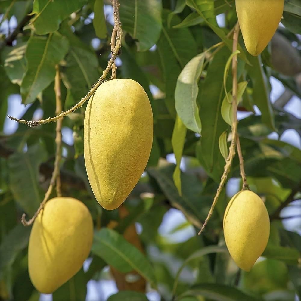 Fresh Yellow Mango Plant | Healthy Grafted Mango Fruit Tree | Tropical Fruit Plant for Home Garden pack of 01-picture-35