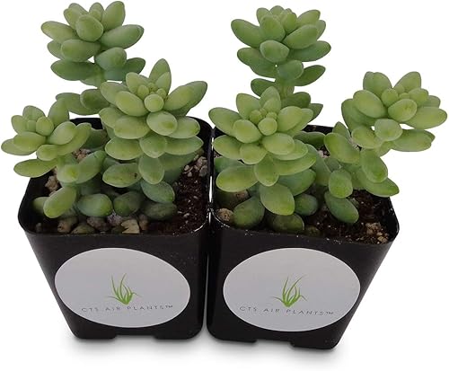 Donkey Tail Succulents Cluster Sedum Morganianum Hybrid (paquete de 2 macetas de 2 pulgadas)