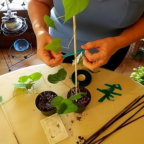 Miniatura 3 de Paquete de 40 estacas de bambú natural de 18 pulgadas, soportes para plantas de madera, palos de jardín de madera para plantas, tomate floral en