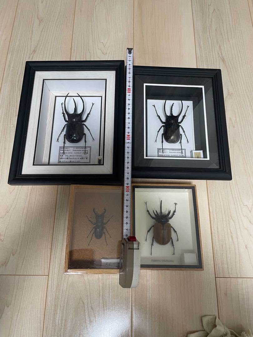 標本 コーカサス2匹 ゴホンヅノ1匹 ミヤマ1匹 <0406z昆虫標本